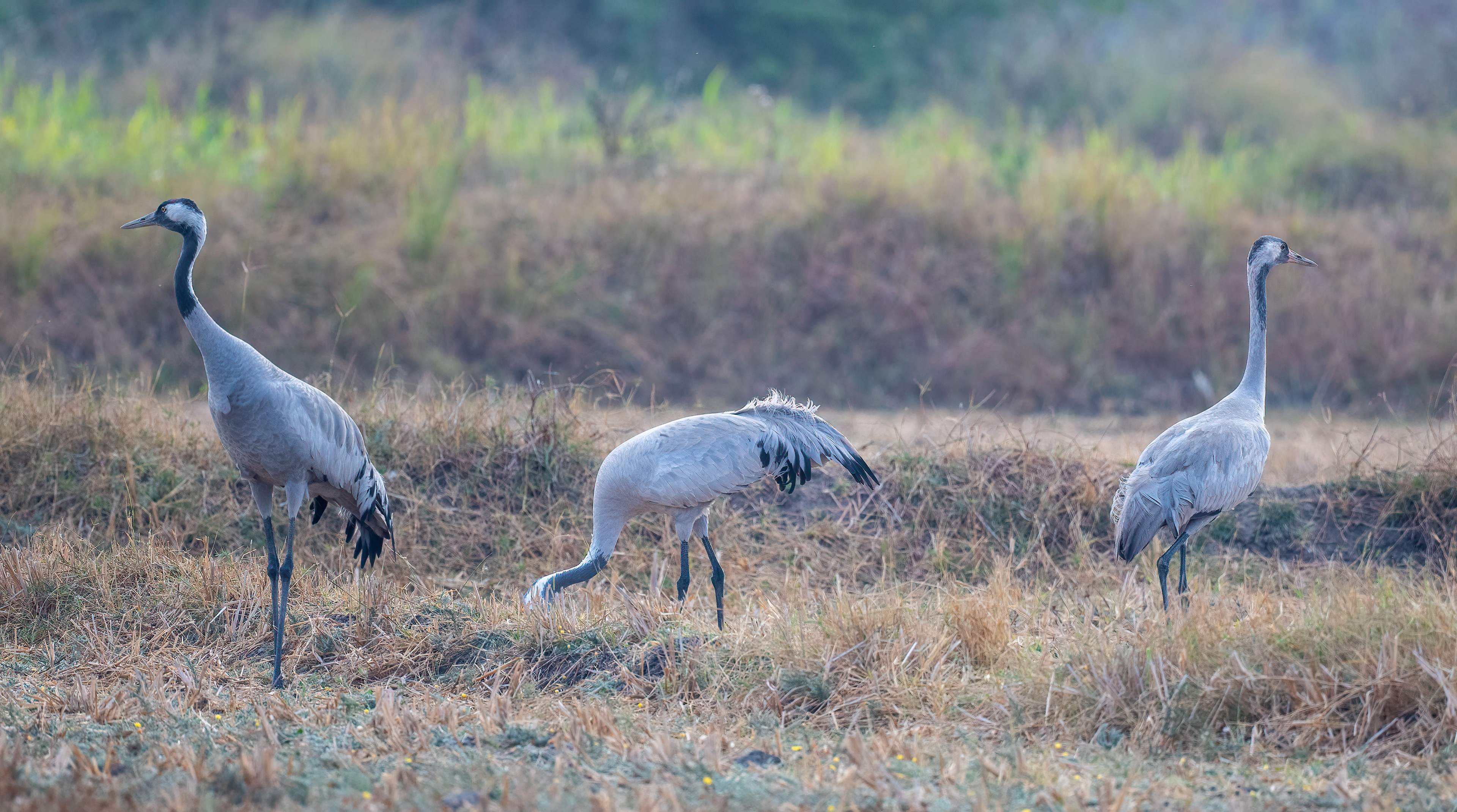 Common Crane